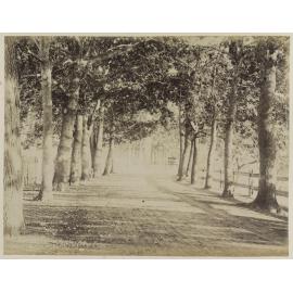 Avenue, Parramatta Park N.S.W.