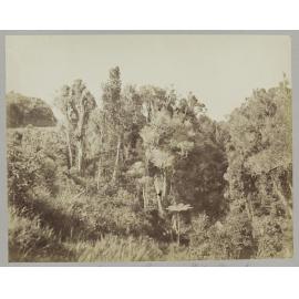 Manutahi Gorge, Patea Country