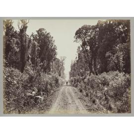 Five Mile Avenue, Forty Mile Bush