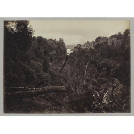 Virgin Bush in Seventy Mile Bush