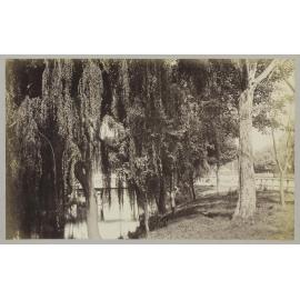 A shady bit on the Avon, Christchurch