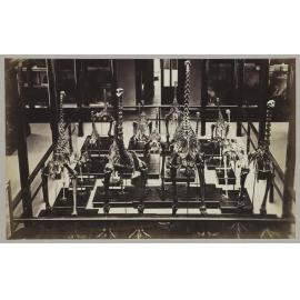 Moa skeletons, Christchurch Museum