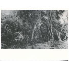 Bush scene
