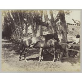 Sylvia with colt foal by 'Musket'