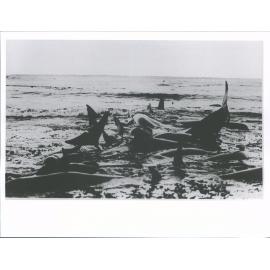 Blackfish stranded