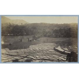 Paddy fields Badvilla