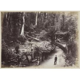 Fern Tree Bower, Tasmania