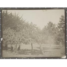 Unidentified orchard