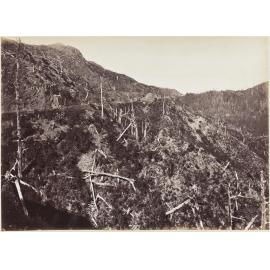Remutaka Hill, one mile from the top, looking up on the Featherston side