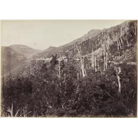 Featherston side of the Remutaka looking down from the top
