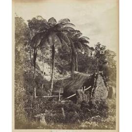 Fern trees, New Zealand