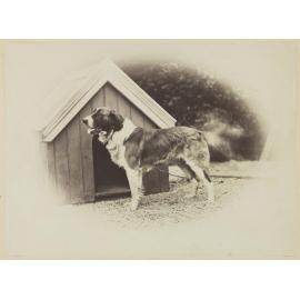 Monk (my first puppy)