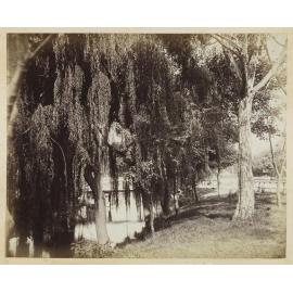 Bridge over the Avon, Christchurch