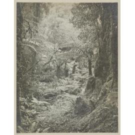 Bush track between Milford Sound and Lake Ada