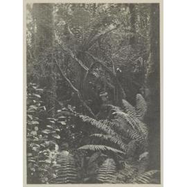 In the bush, Wet Jacket Arm