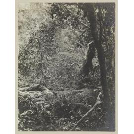 In the bush, Preservation Inlet