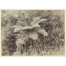 Ferns, Waitakere, Auckland