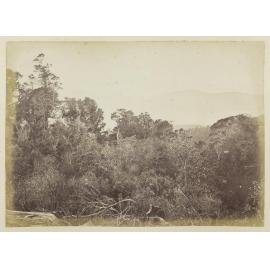 Bush scene from near Junction, Port Chalmers Road