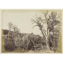 Port Chalmers from near Junction