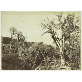 Bush scene on Blueskin Road