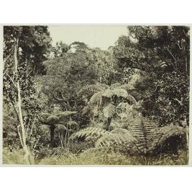 Bush scene, Thames Embankment