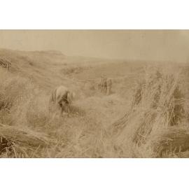 Haymaking