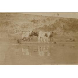 Cows
