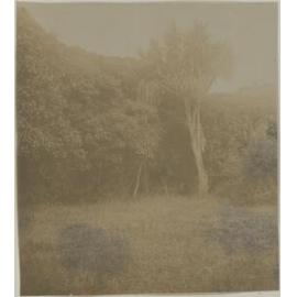 In Cranmore Lodge Grounds