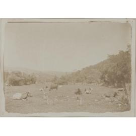 A Study of Cattle at Blueskin