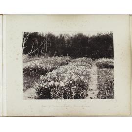 Bed of Narcissi, Waitahuna