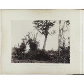 Pounawea, looking north