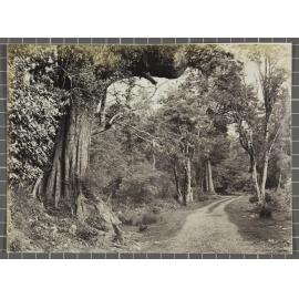West Coast Road, Westland. On the Chch. Road 38 mile post