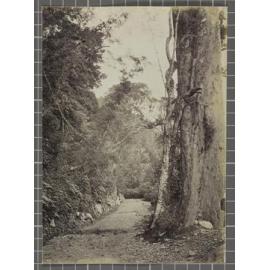 West Coast Road, Westland. On the Chch. Road between 30 & 40 mile posts
