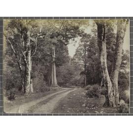 On the West Coast Road among Black Birch