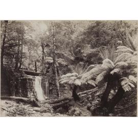 Silver Falls, Fern Tree Bower