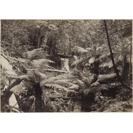 Silver Falls, Fern Tree Bower