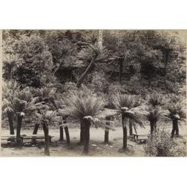 Fern Tree Bower, Mt Wellington