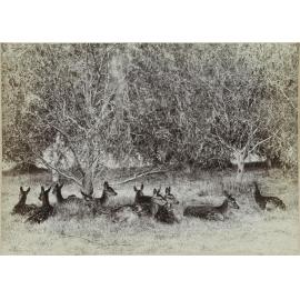 Herd of fauns