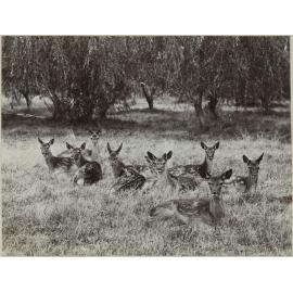 Small herd of fauns