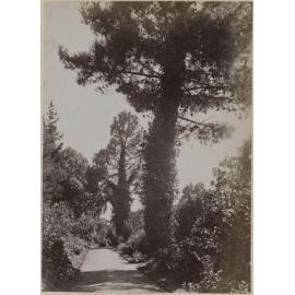 Garden vista