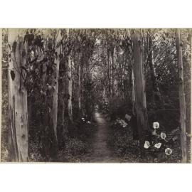 Avenue of eucalyptus
