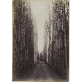Avenue of silver birches