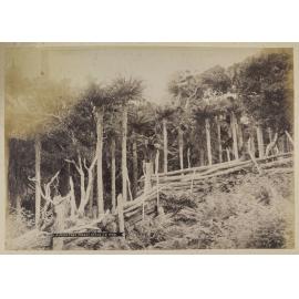 A fern tree forest, Otago, N.Z.