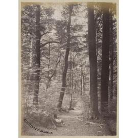 A silver birch forest, Wakatipu