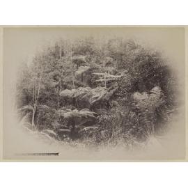 Fern Tree Gully near Dunedin
