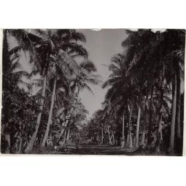 Children up a coconut palm
