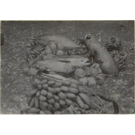 Chiefs share of food at a feast, Rarotonga