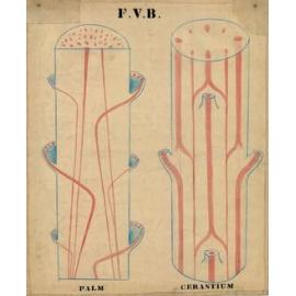 F.V.B. Palm, cerastium