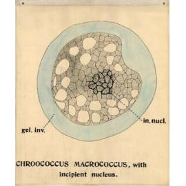 Chroococcus macrococcus, with incipient nucleus
