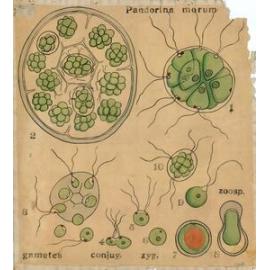 Pandorina morum - gametes, conjug. zyg.